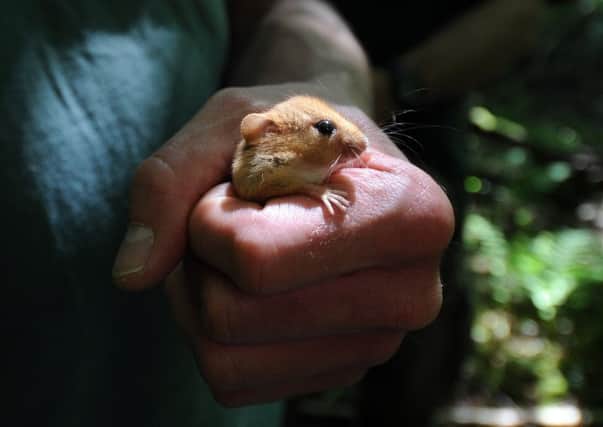 Dormouse officer Ian White with one of the hazel dormice which have been released back into Yorkshire. Picture by Simon Hulme