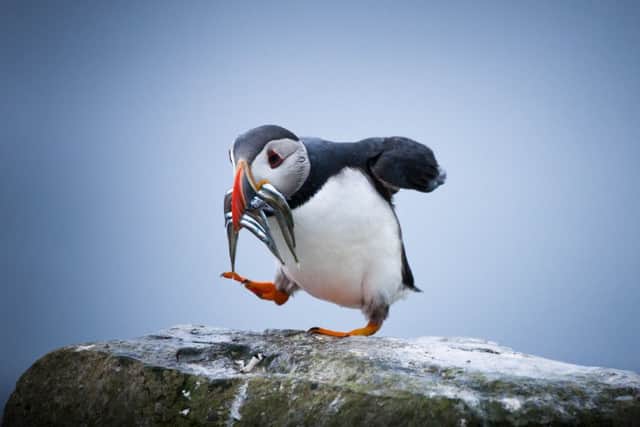 The puffin has become a symbol of the Faroe Islands, but numbers are down this year as the sandeels which they feed on have moved further out.