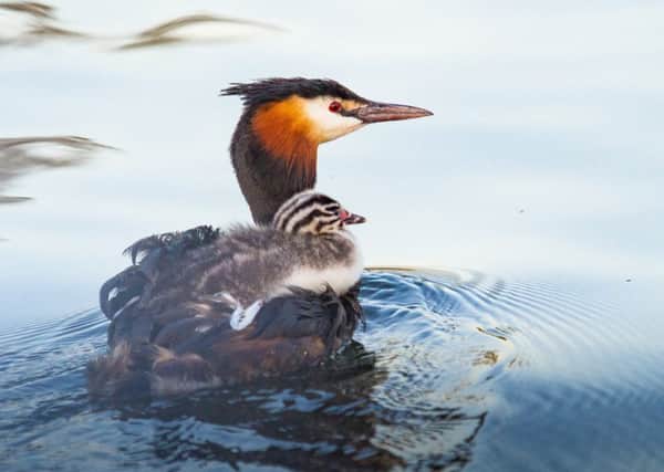 A great crested grebe with one of her chicks.