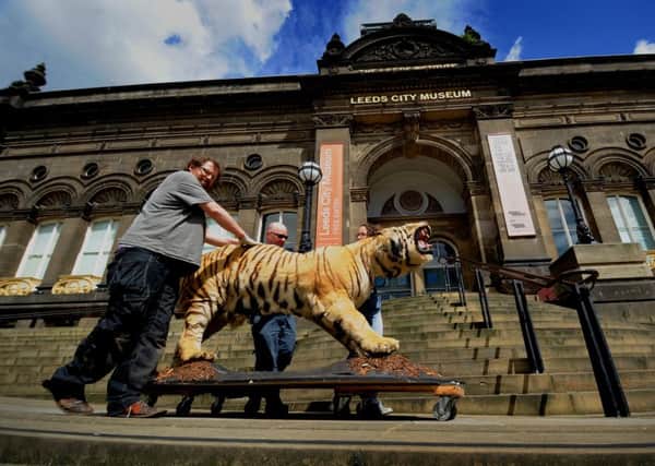 The 170 year old 'Leeds' Bengal Tiger is returned to the City Museum. Picture by Simon Hulme