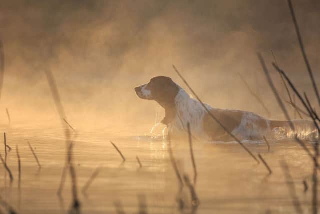 The winning photo taken by Anastasia Vetkovskaya from Russia, of Sheldon the English Springer Spaniel entering water early in the morning.