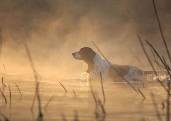 The winning photo taken by Anastasia Vetkovskaya from Russia, of Sheldon the English Springer Spaniel entering water early in the morning.