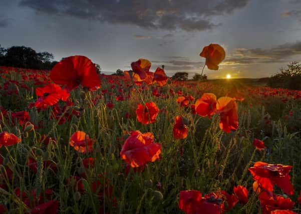 Thousands of poppies cast a red sea of colour over a field on the edge of Leeds, West Yorkshire, ahead oe events to mark the centenary of the Battle of the Somme.