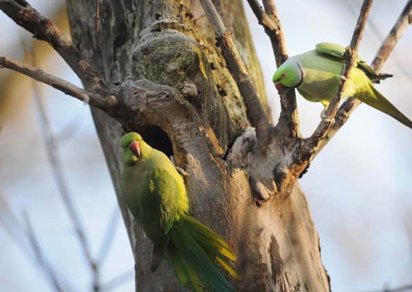 One story claims the ring-necked parakeet arrived in the UK after birds escaped from the set of movie The African Queen.