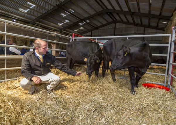 Jono Cooper, Yorkshire Wagyus in-house vet, with one of the herd.  Pic: James Hardisty.