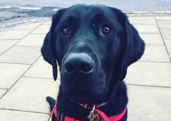 Archie is an accredited medical alert assistance dog