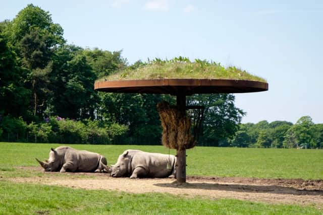 Rhinos rest in the sunshine at Knowsley Safari Park. Picture: Ian Day