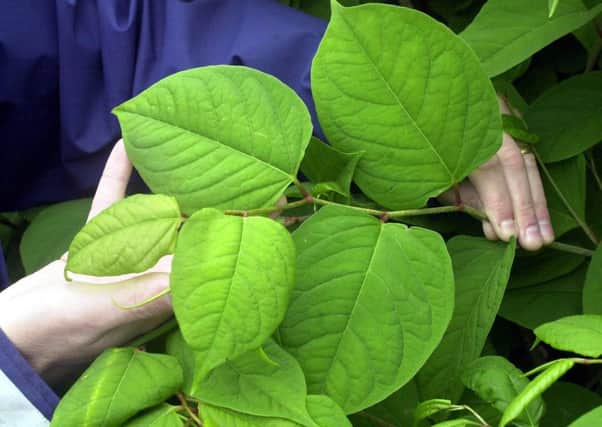 Japanese knotweed, as researchers say that misleading information about the destructive weed may be helping private gardeners to break the law.