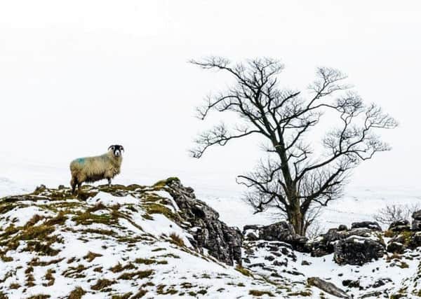 The winning image by Les Fitton, 'Winter Sheep' taken on Ingleborough, in a competition to submit favourite views of the Yorkshire Dales run by Yorkshire Cottages and Yorkshire Dales Millennium Trust.