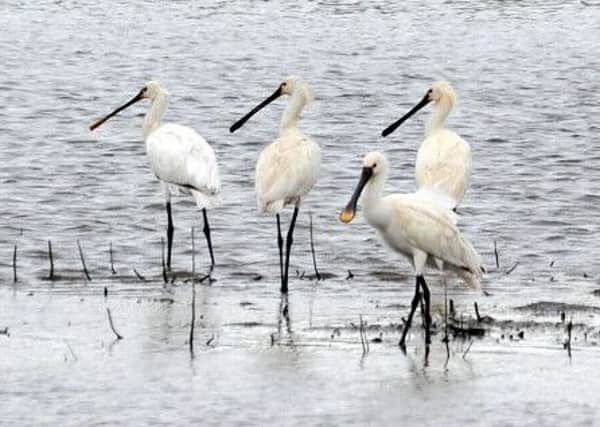 Spoonbills feed by sweeping their partly open bills from side to side in the water.  Picture: RSPB.