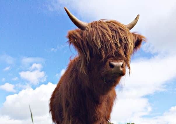 Morag, one of Shaun and Wendy McKenna's Highland cows.