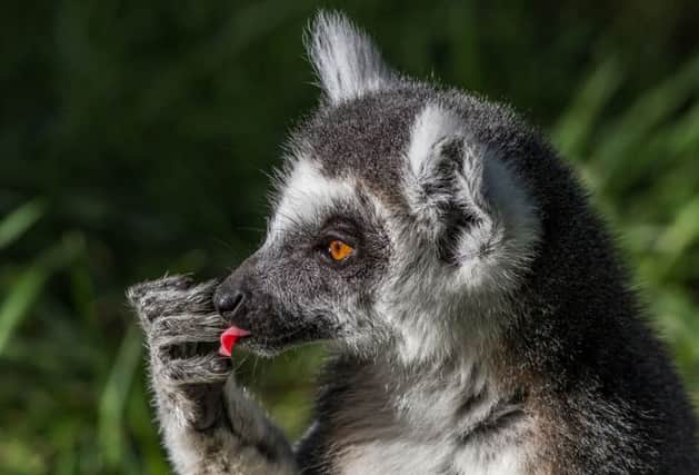 The endangered lemurs