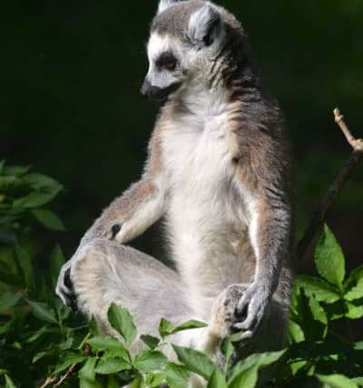 The endangered lemurs