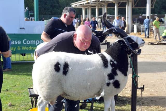 Scott Dalrymple prepares his Jacob for showing on the first day at the Great Yorkshire Show in Harrogate.