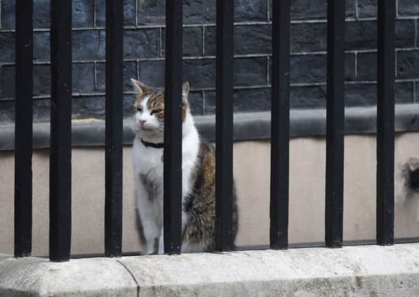 Larry the cat in Downing Street, London.