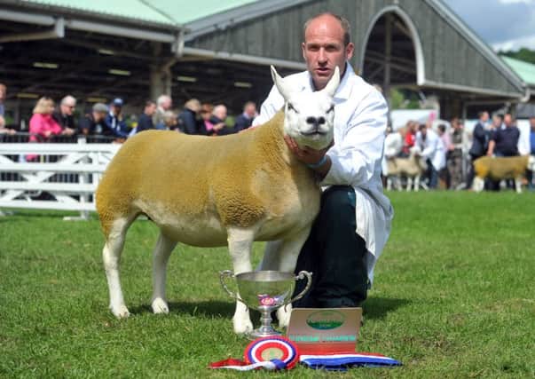 Andrew Clark with his Texel, winner of supreme champion sheep on day two of the Great Yorkshire Show in Harrogate. Picture: Tony Johnson.
