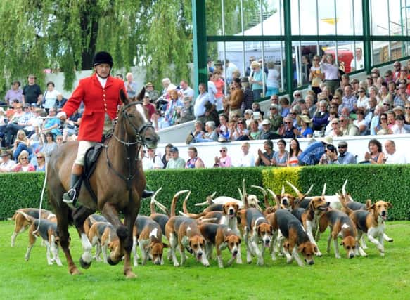 The Parade of Hounds in the main ring at the Great Yorkshire Show, one of the most spectacular sights at the event.