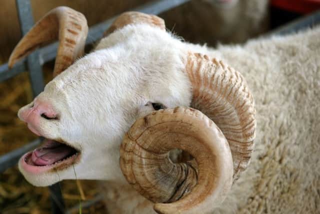 It was getting all too much for this Whitefaced Woodland Sheep who managed a yawn at  the Great Yorkshire Show.