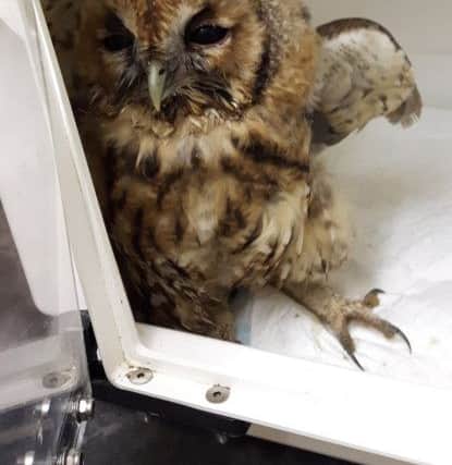 A tawny owl caused a traffic jam in Huddersfield after getting its beak stuck in melted tar in the middle of a busy road. Picture: Ross Parry Agency