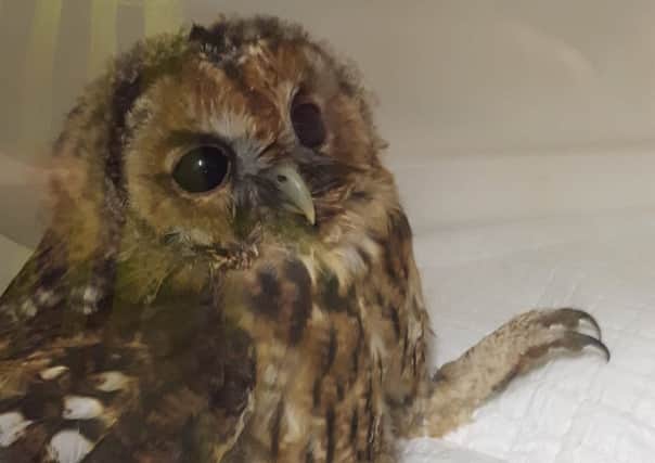 A tawny owl caused a traffic jam in Huddersfield after getting its beak stuck in melted tar in the middle of a busy road. Picture: Ross Parry Agency