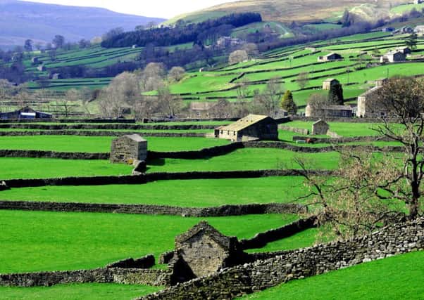 Sunlight highlights a myriad of stone barns and drystone walls in Upper Swaledale.  Picture: Gary Longbottom.