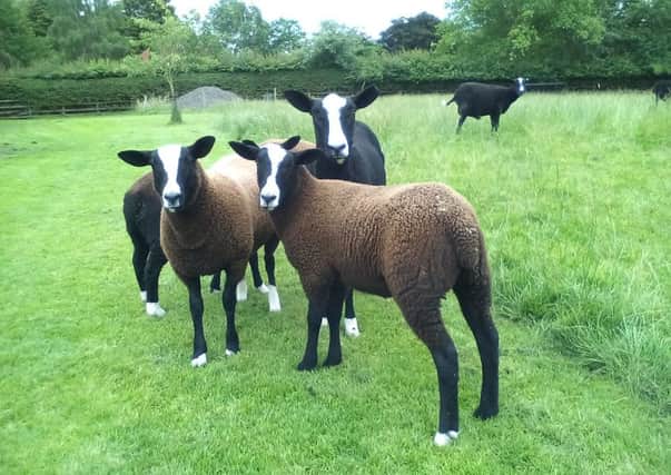 A visit to a farm in Thirsk provided the beautiful sight of Zwartbles sheep.