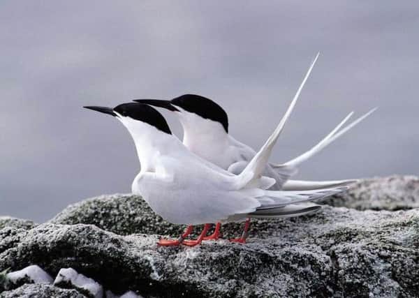 The number of breeding pairs of roseate terns has been steadily recovering over the past few years.