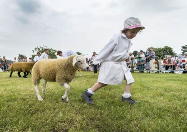 Rose Jewitt, aged four, of Scarborough, pulls her Texel lamb, called Lilly, during the sheep young handler class at Driffield Show.  Pictures: James Hardisty.