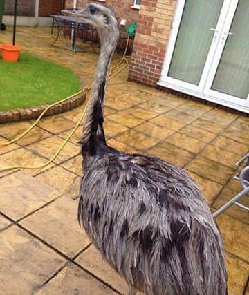 The ostrich in the garden