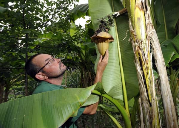 Nostell Priory Gardener Mark Westmoreland pictured with the bananas grown at Nostell Priory, Wakefield.
Picture by Simon Hulme