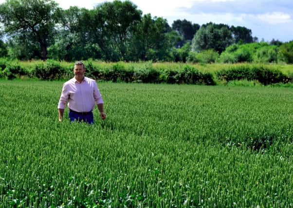 Richard Bramley of Manor Farm, Kelfield near York checking on his  field of wheat