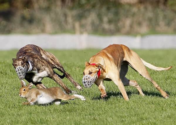Hare coursing is among the East Ridings biggest rural crime concerns.  Picture: PA Wire