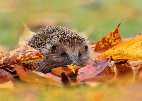 Hedgehogs are one species that is suffering from declines, and young people want better priority to be given to the natural world in order for nature to flourish for generations to come. Pic: Matt Cole