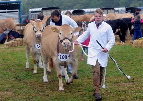 Action in the cattle rings from last year's Ryedale Show.  Picture: Simon Hulme.