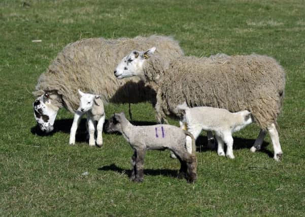 The National Sheep Association's 2016/17 Lambing List is now live online.