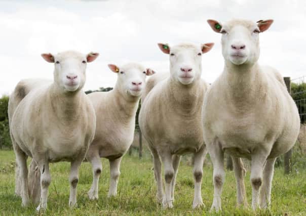 Four "siblings" of Dolly the sheep, who are in good health, raising hopes that the cloning process does not detrimentally affect physical well-being.