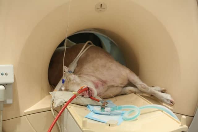 One of the four "siblings" of Dolly the sheep having an MRI scan