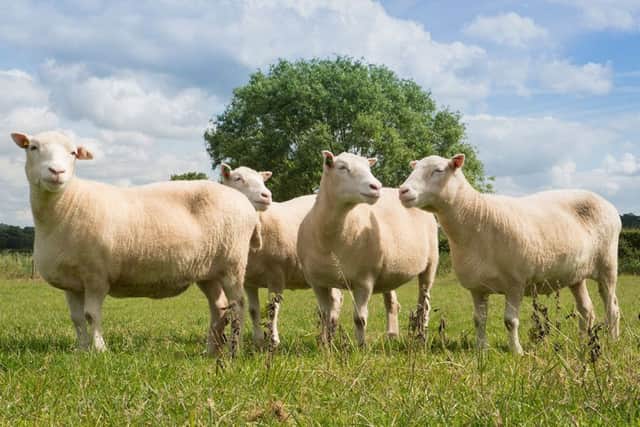 Four "siblings" of Dolly the sheep