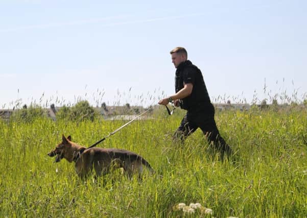 A police dog in action.