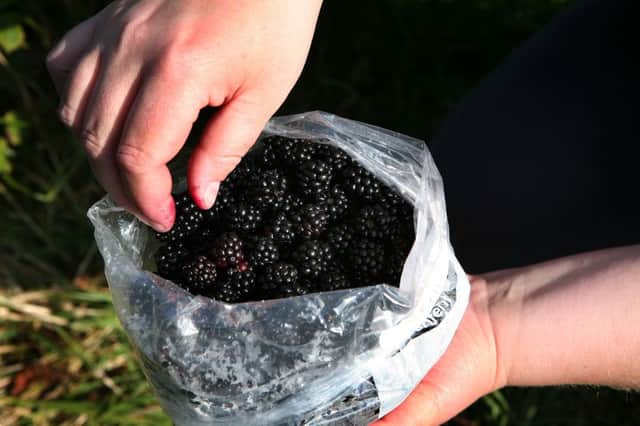 The blackberry crop is late this year