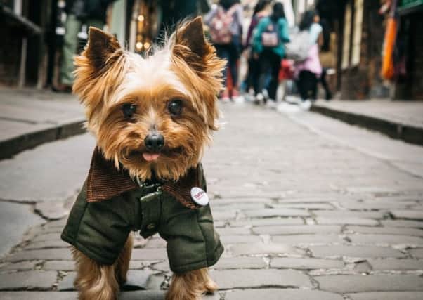 Yorkshire Terrier Yorkie is starring in a series of YouTube videos to sniff out potential visitors. Picture: Dominic Martin .