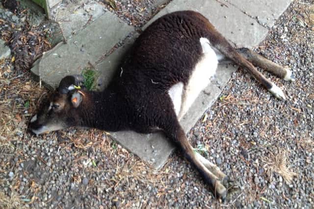 One of the sheep that was killed
