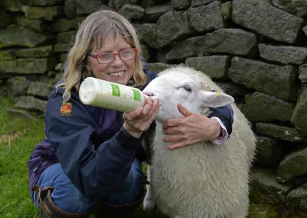 Angela Crampton with one of her White Faced Woodland breed sheep on the moors above Grassington. Picture: Bruce Rollinson