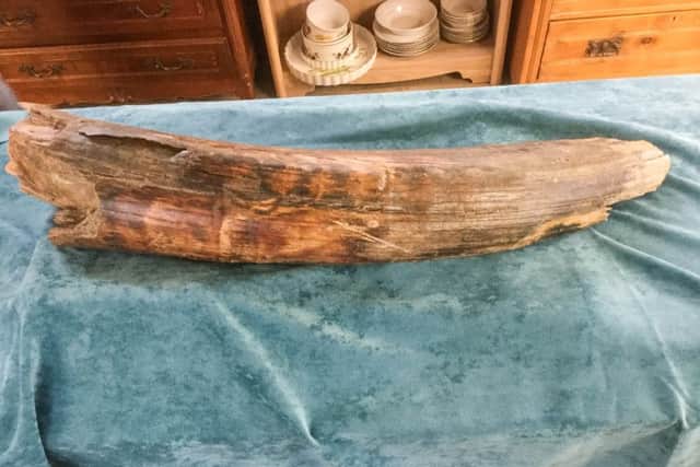 Carol Cavanagh, 47, from Beverley, bought a 14,000-year-old mammoth tusk at a car boot sale. Picture: Steve Petch/Ross Parry Agency