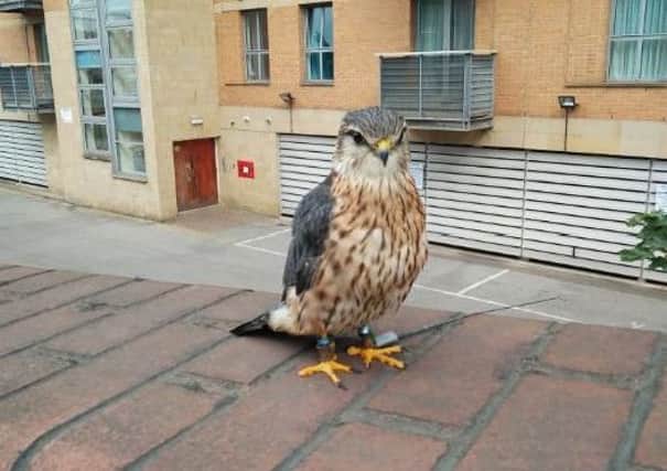 Murphy The Merlin went missing during one of the Royal Armouries' falconry displays, but has been spotted around the city centre.