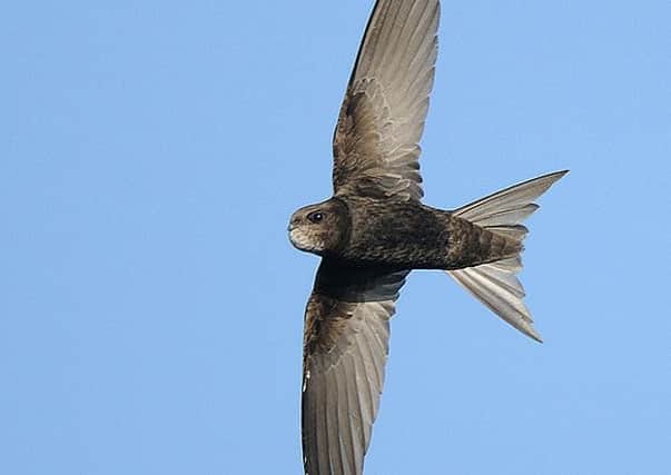 Many swifts have headed to southern Africa to spend the winter there.  Pic: Swift Courtesy Fylde Bird Club