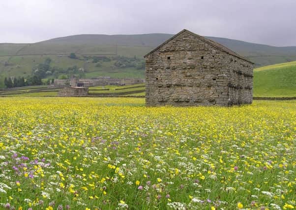 An upland hay meadow pictured in rude health in Swaledale. Many more such habitats are in similarly good shape thanks to a decade of conservation work led by Yorkshire Dales Millennium Trust.