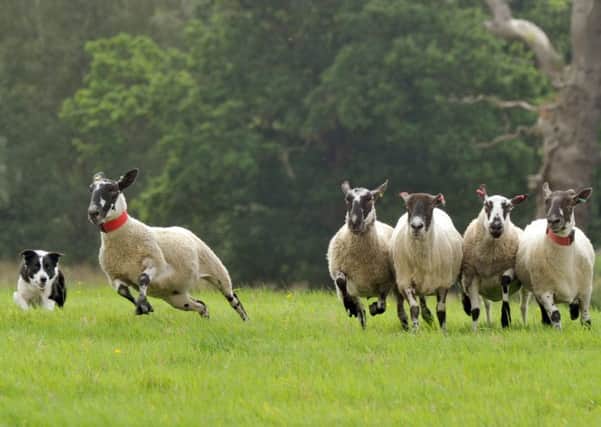 Sheep take off in the English National Sheepdog Trials on the Castle Howard estate.