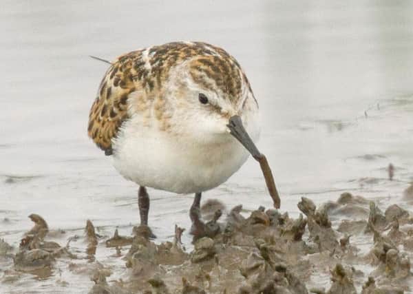 The little stint is the smallest of the common passage waders throughout Europe. Picture: Michael Ashforth