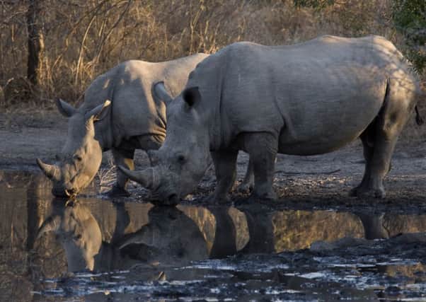 White rhino. Picture: PA